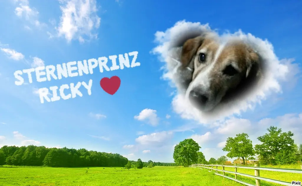 Condolence image of Timmys Mutti Tanja an Sternenprinz Ricky ❤