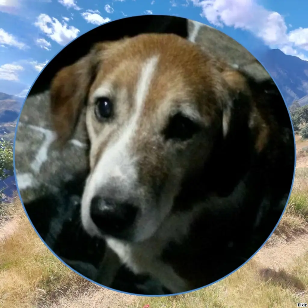 Condolence image of Timmys Mutti Tanja an Sternenprinz Ricky ❤