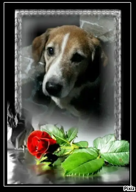 Condolence image of Timmys Mutti Tanja an Sternenprinz Ricky ❤