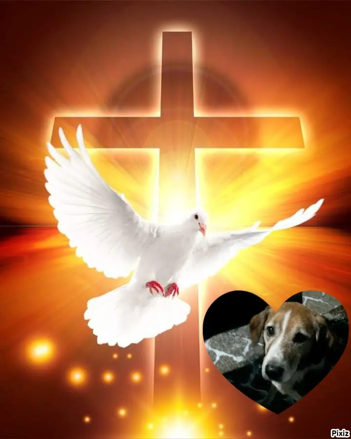 Condolence image of Timmys Mutti Tanja an Sternenprinz Ricky ❤