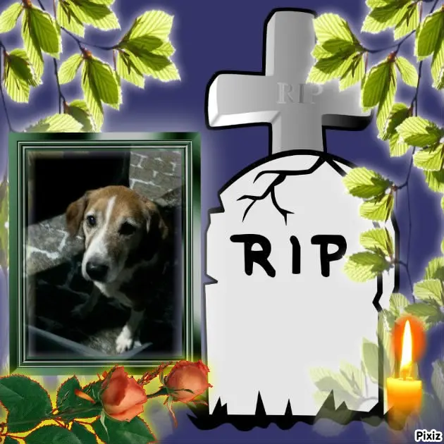 Condolence image of Timmys Mutti Tanja an Sternenprinz Ricky ❤