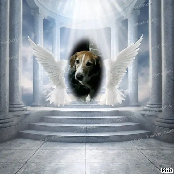 Condolence image of Timmys Mutti Tanja an Sternenprinz Ricky ❤