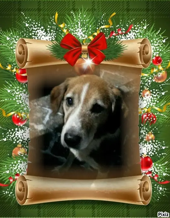 Condolence image of Tanja mit Timmy im Herzen