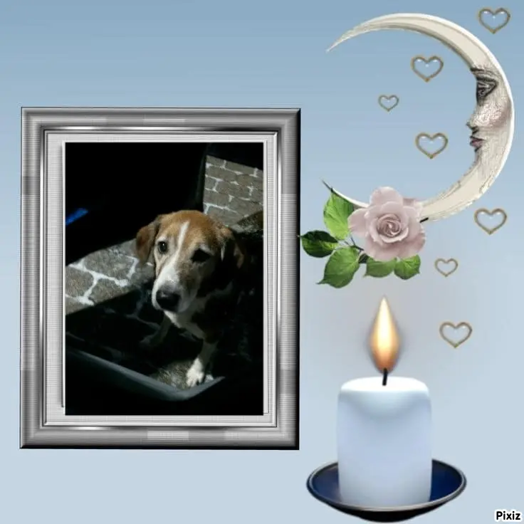 Condolence image of Timmys Mutti Tanja an Sternenprinz Ricky ❤