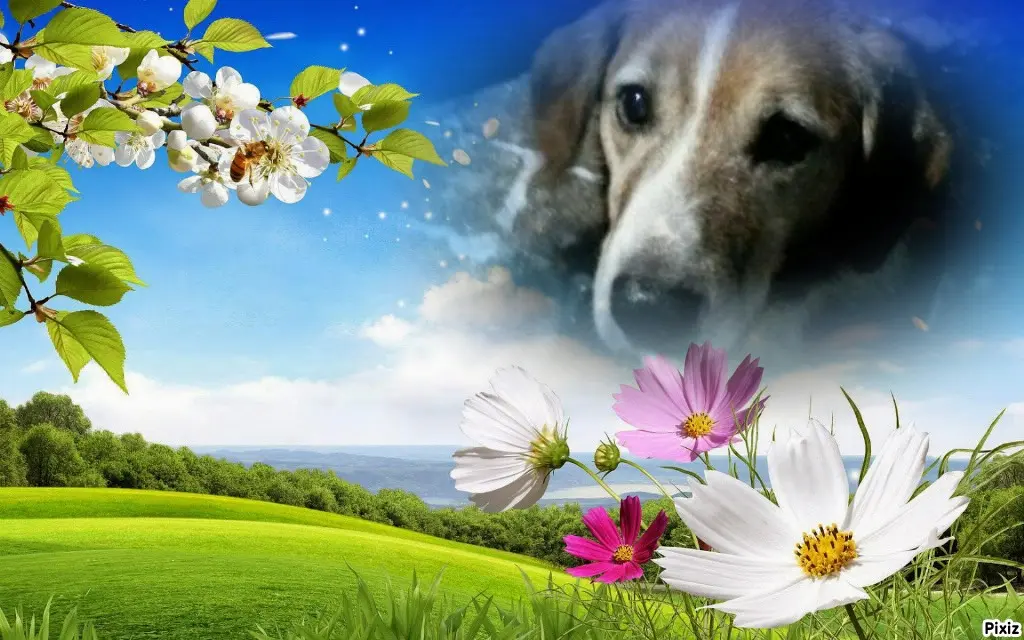 Condolence image of Timmys Mutti Tanja an Sternenprinz Ricky ❤