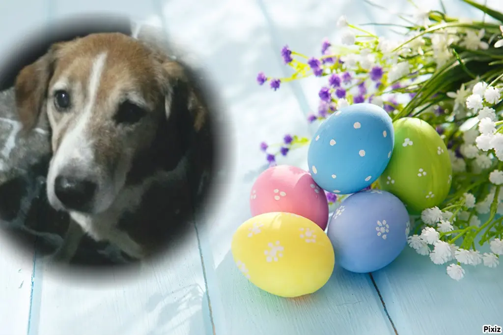 Condolence image of Tanja mit Timmy im Herzen