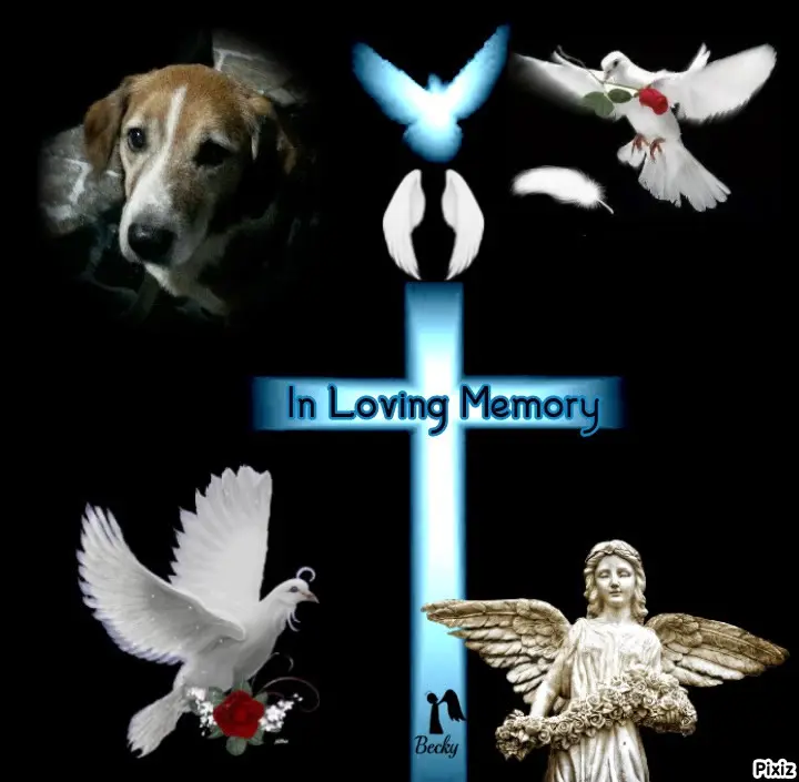 Condolence image of Timmys Mutti Tanja an Sternenprinz Ricky ❤