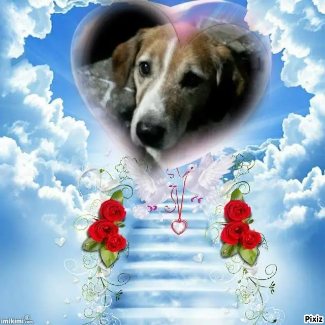 Condolence image of Timmys Mutti Tanja an Sternenprinz Ricky ❤