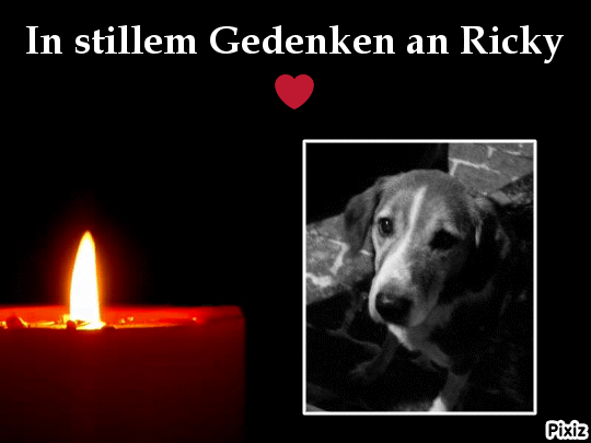 Condolence image of Timmys Mutti Tanja an Sternenprinz Ricky ❤ und Marco
