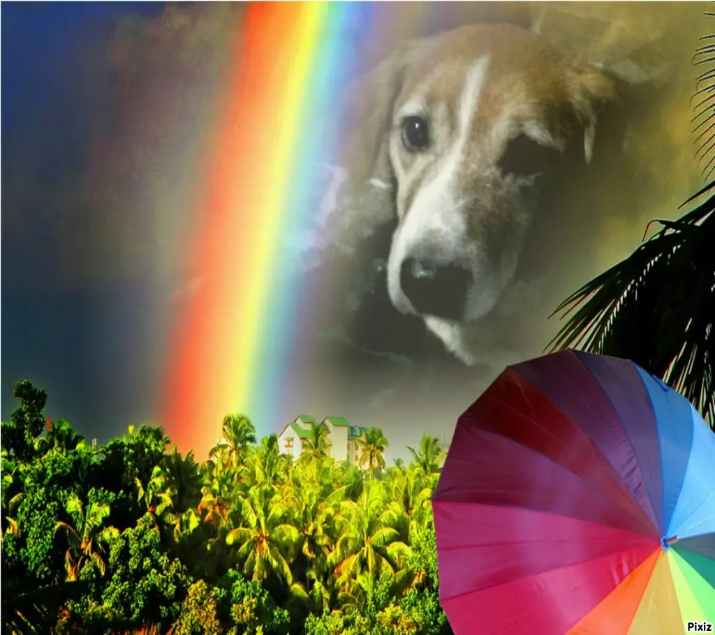 Condolence image of Timmys Mutti Tanja an Sternenprinz Ricky ❤