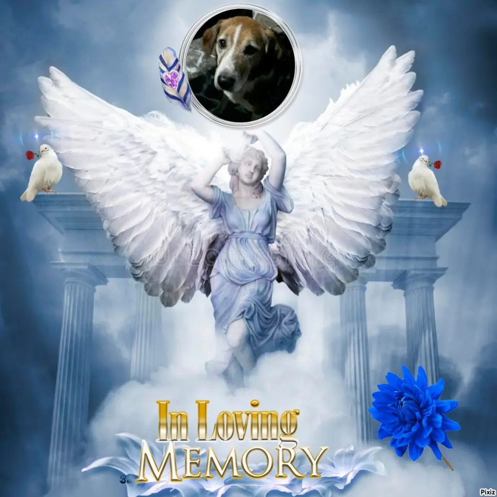 Condolence image of Timmys Mutti Tanja an Sternenprinz Ricky ❤
