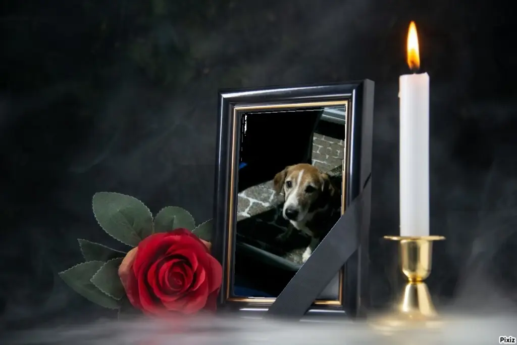 Condolence image of Timmys Mutti Tanja an Sternenprinz Ricky ❤