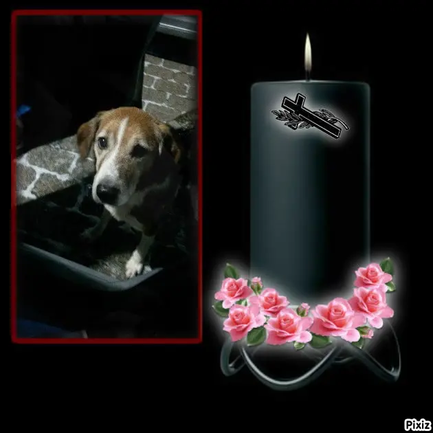 Condolence image of Timmys Mutti Tanja an Sternenprinz Ricky ❤