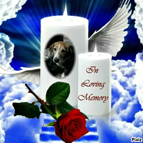 Condolence image of Timmys Mutti Tanja an Sternenprinz Ricky ❤