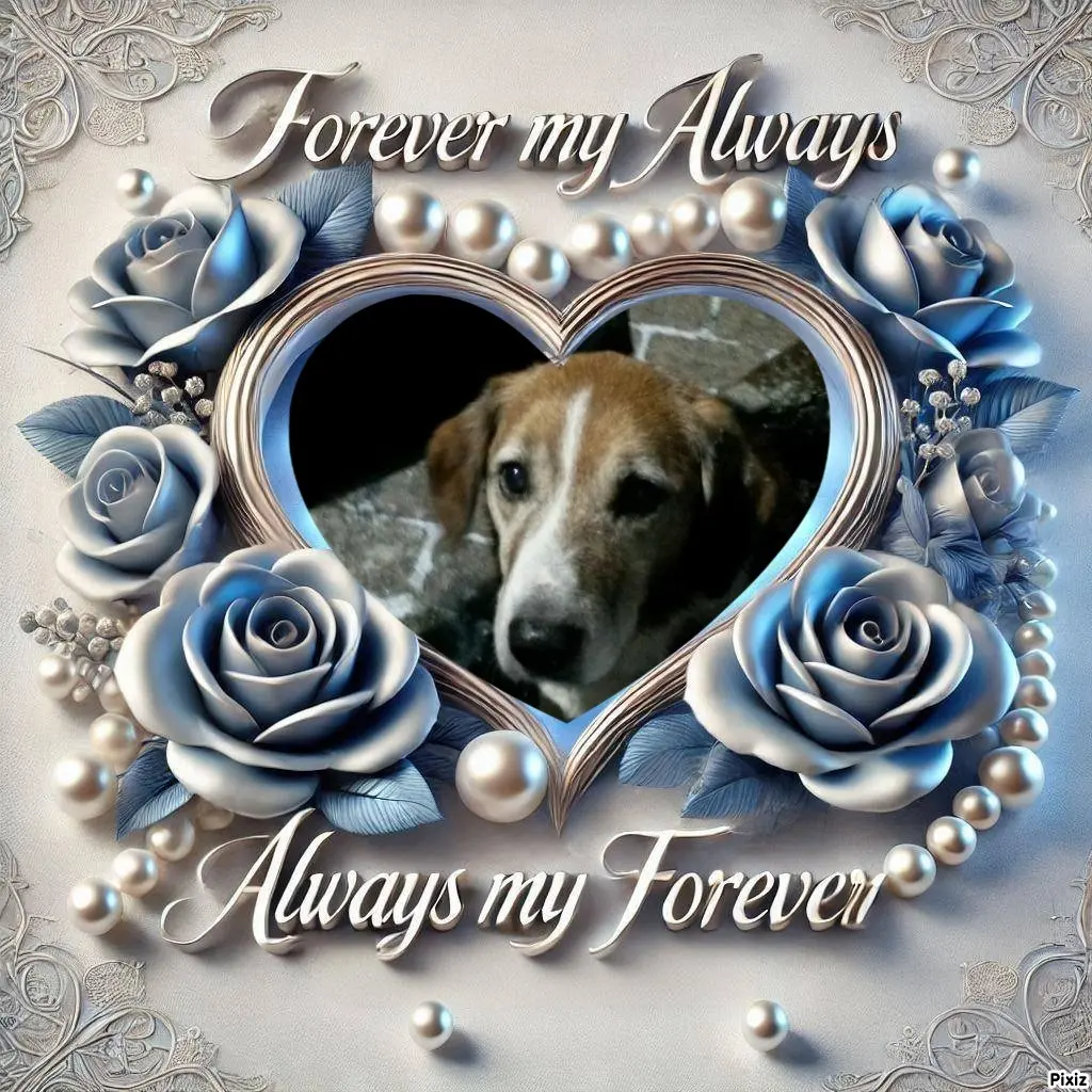 Condolence image of Timmys Mutti Tanja an Sternenprinz Ricky ❤