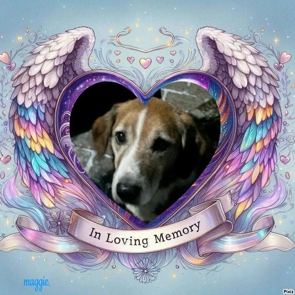Condolence image of Timmys Mutti Tanja an Sternenprinz Ricky ❤