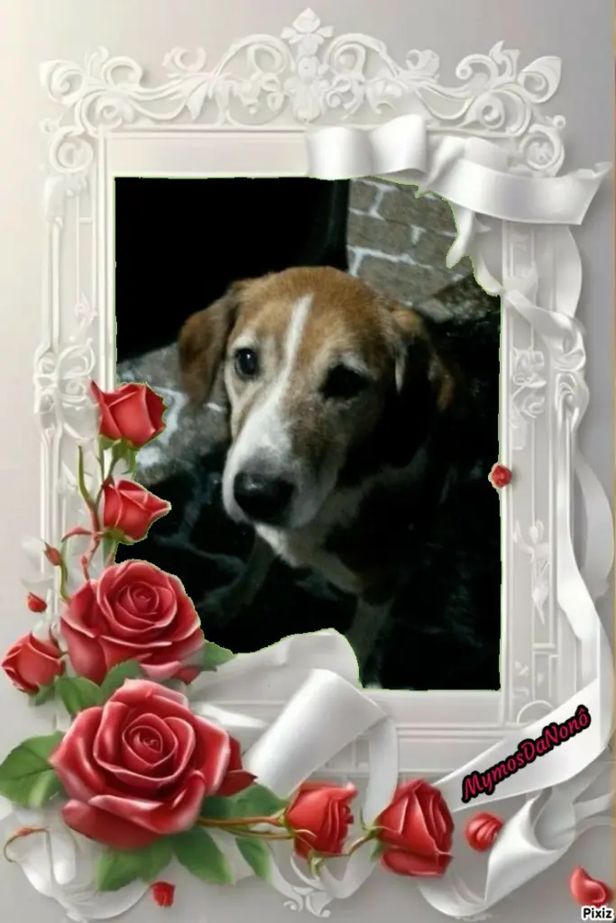 Condolence image of Timmys Mutti Tanja an Sternenprinz Ricky ❤
