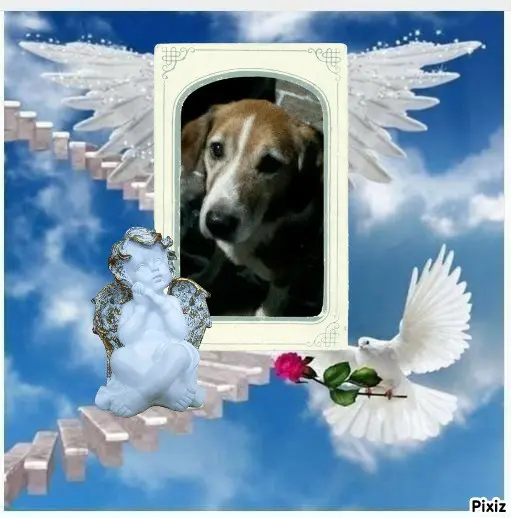 Condolence image of Tanja mit Timmy im Herzen