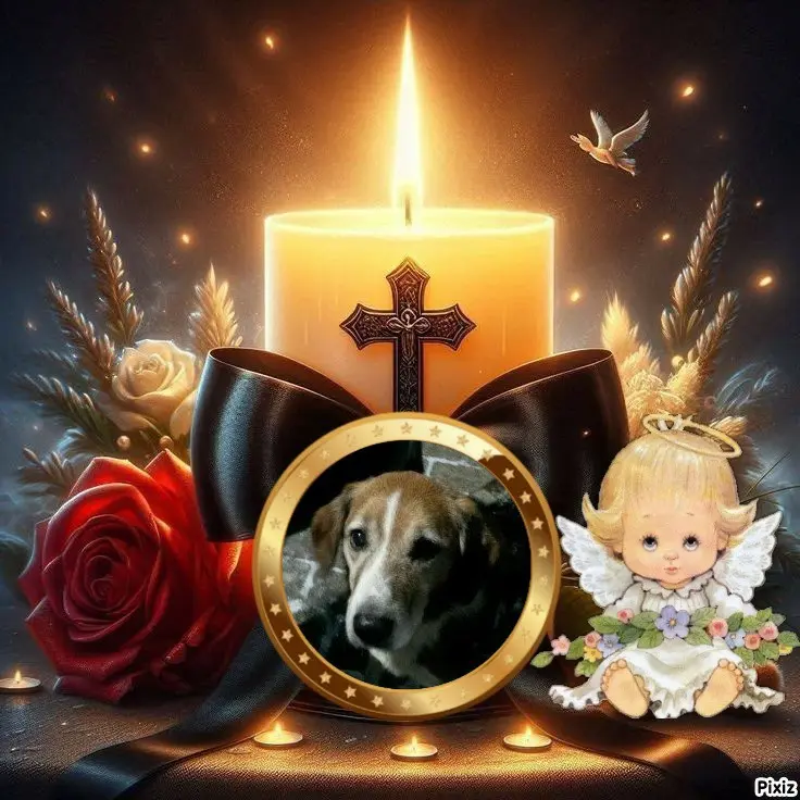 Condolence image of Timmys Mutti Tanja an Sternenprinz Ricky ❤