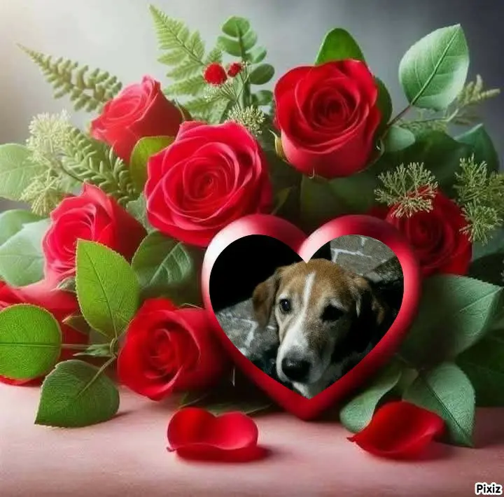 Condolence image of Timmys Mutti Tanja an Sternenprinz Ricky ❤