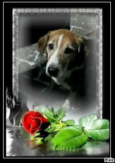 Condolence image of Timmys Mutti Tanja an Sternenprinz Ricky ❤