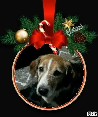 Condolence image of Timmys Mutti Tanja an Sternenprinz Ricky 💖🐕🐾