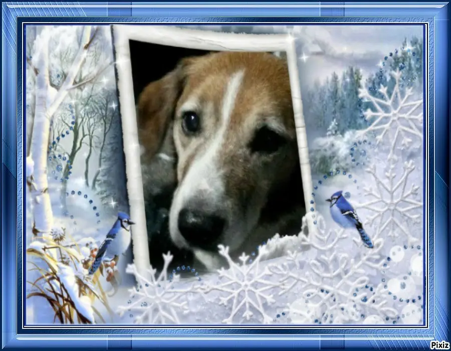 Condolence image of Timmys Mutti Tanja an den hübschen Sternenprinz Ricky 💖🐕🐾