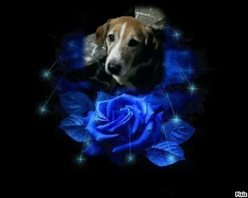 Condolence image of Timmys Mutti Tanja an den hübschen Sternenprinz Ricky 💖🐕🐾