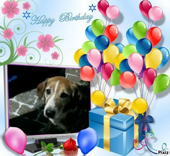 Condolence image of Timmys Mutti Tanja an den hübschen Sternenprinz Ricky 💖🐕🐾