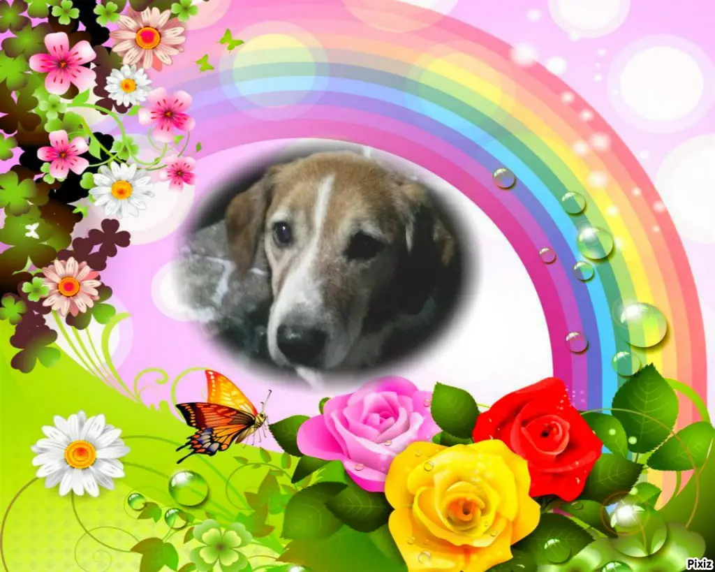 Condolence image of Timmys Mutti an den hübschen Sternenprinz Ricky 💖🐕🐾