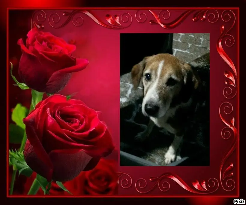 Condolence image of Timmys Mutti Tanja an den hübschen Sternenprinz Ricky 💖🐕🐾