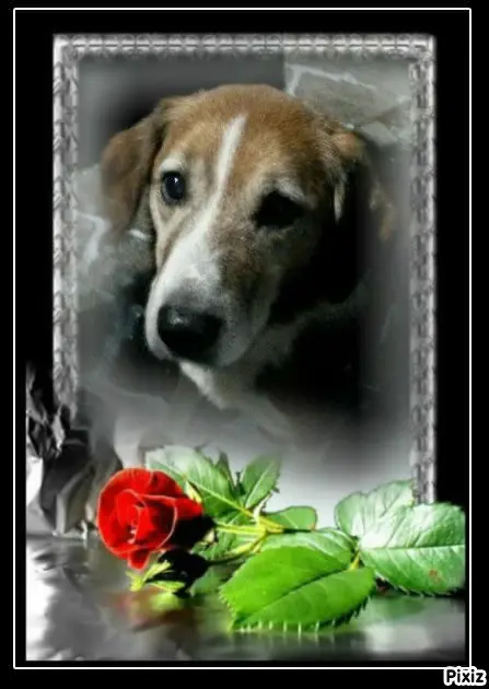 Condolence image of Tanja mit Timmy im 💖🐈🐾
