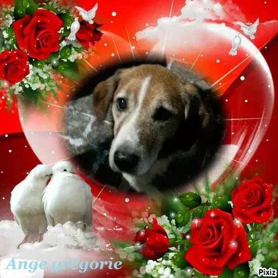 Condolence image of Timmys Mutti Tanja an den hübschen Sternenprinz Ricky 💖🐕🐾