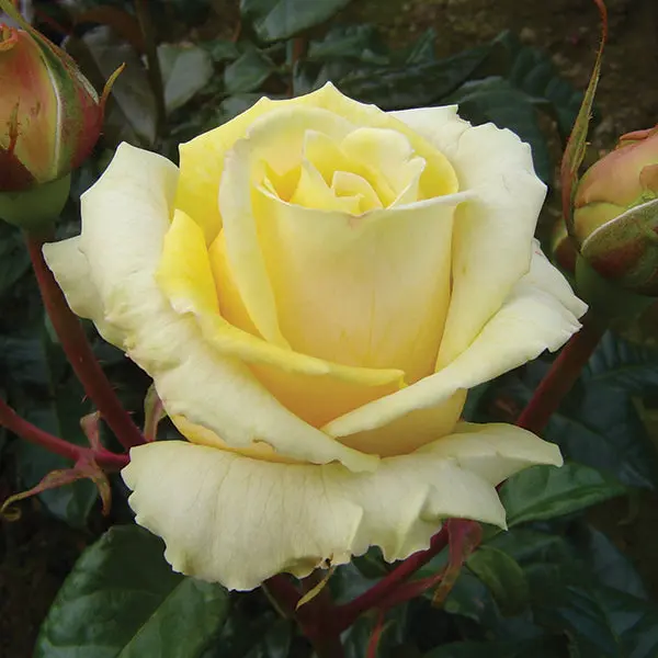 Condolence image of Marco