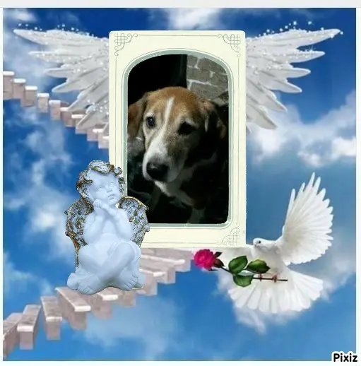 Condolence image of Timmys Mutti Tanja an den hübschen Sternenprinz Ricky 💖🐕🐾