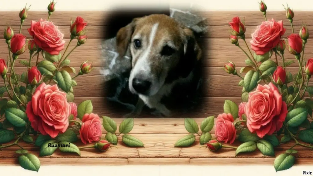 Condolence image of Timmys Mutti Tanja an den hübschen Sternenprinz Ricky 💖🐕🐾