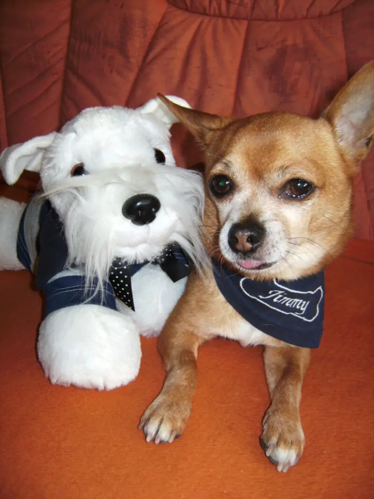 Andachtsbild von Irene mit Seelenhund * Jimmy * ganz tief im Herzen