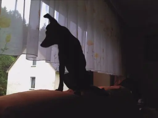 Bild von SINA