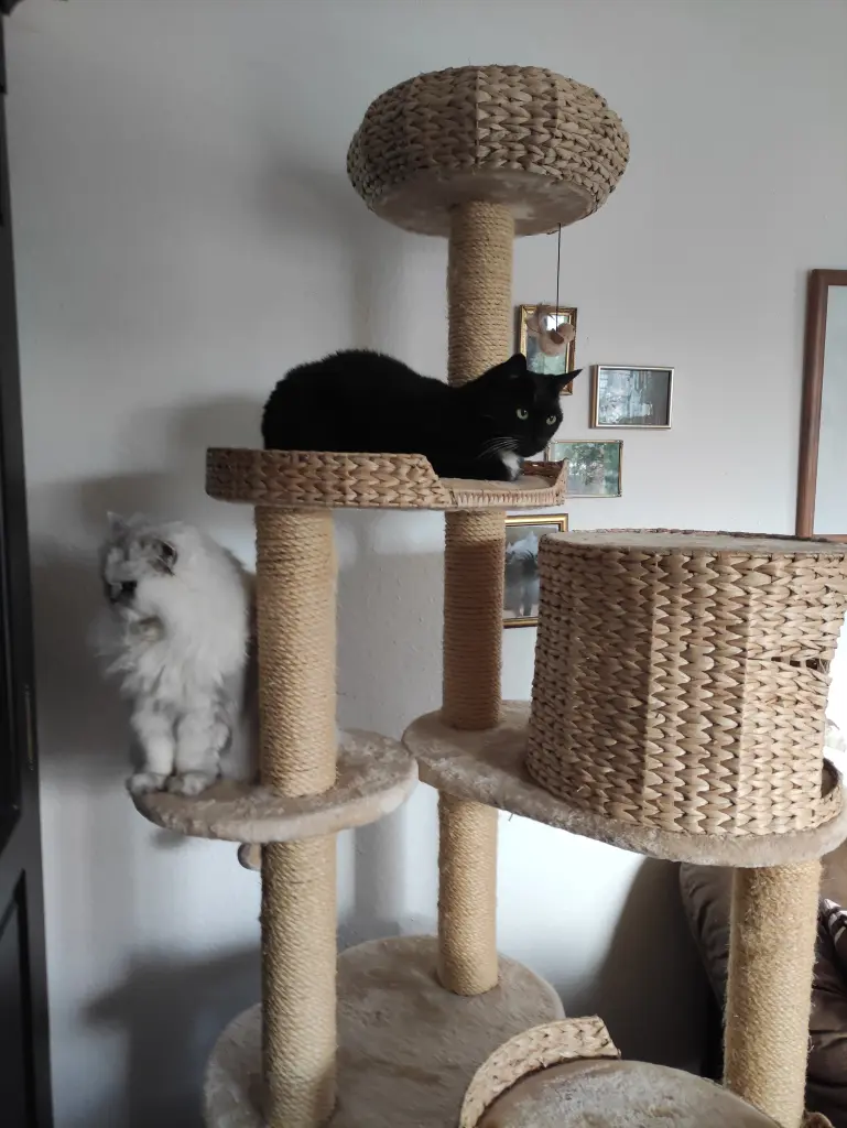 Image from Chicca
