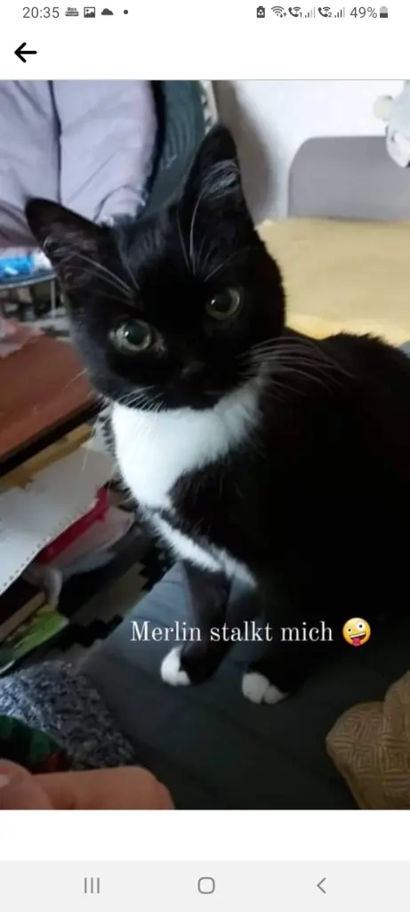 Image from Merlin