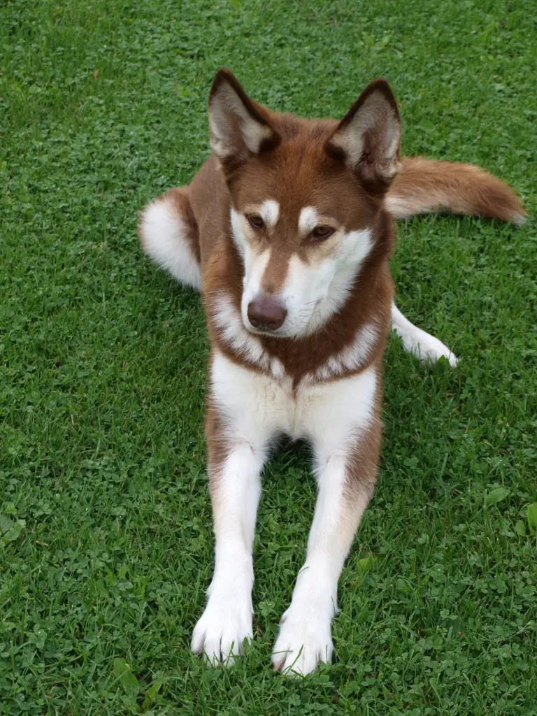 Image from Laika
