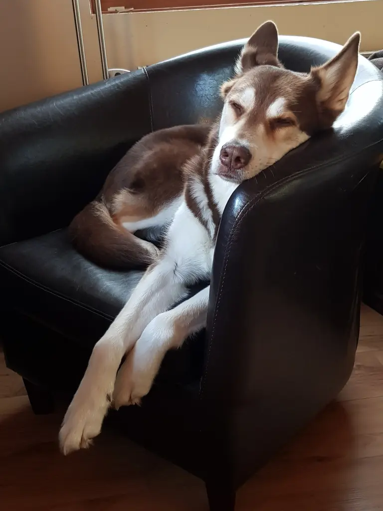 Image from Laika