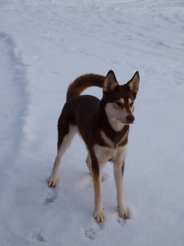 Image from Laika