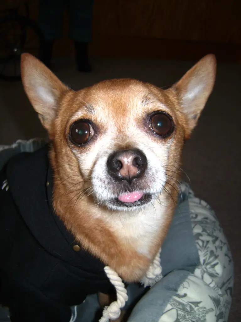 Condolence image of Irene mit Seelenhund * Jimmy * ganz tief im Herzen