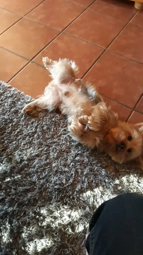 Image from Alvin