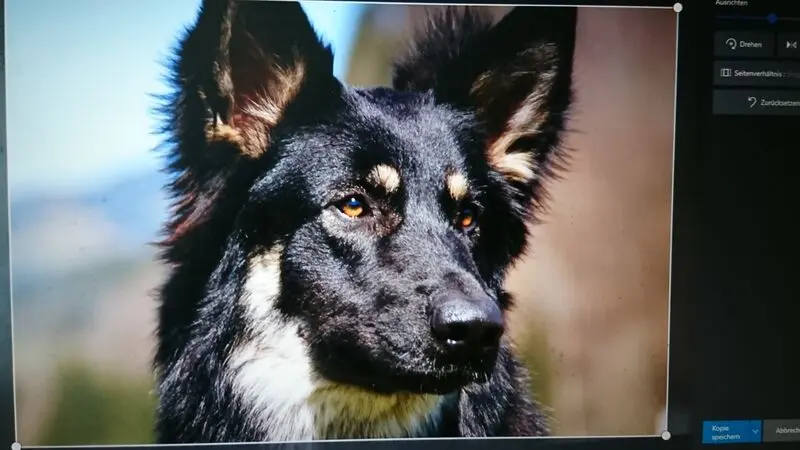 Bild von Bella