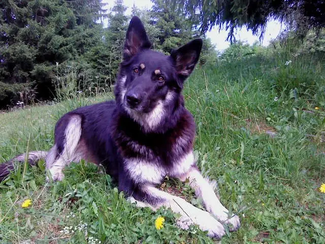 Bild von Bella