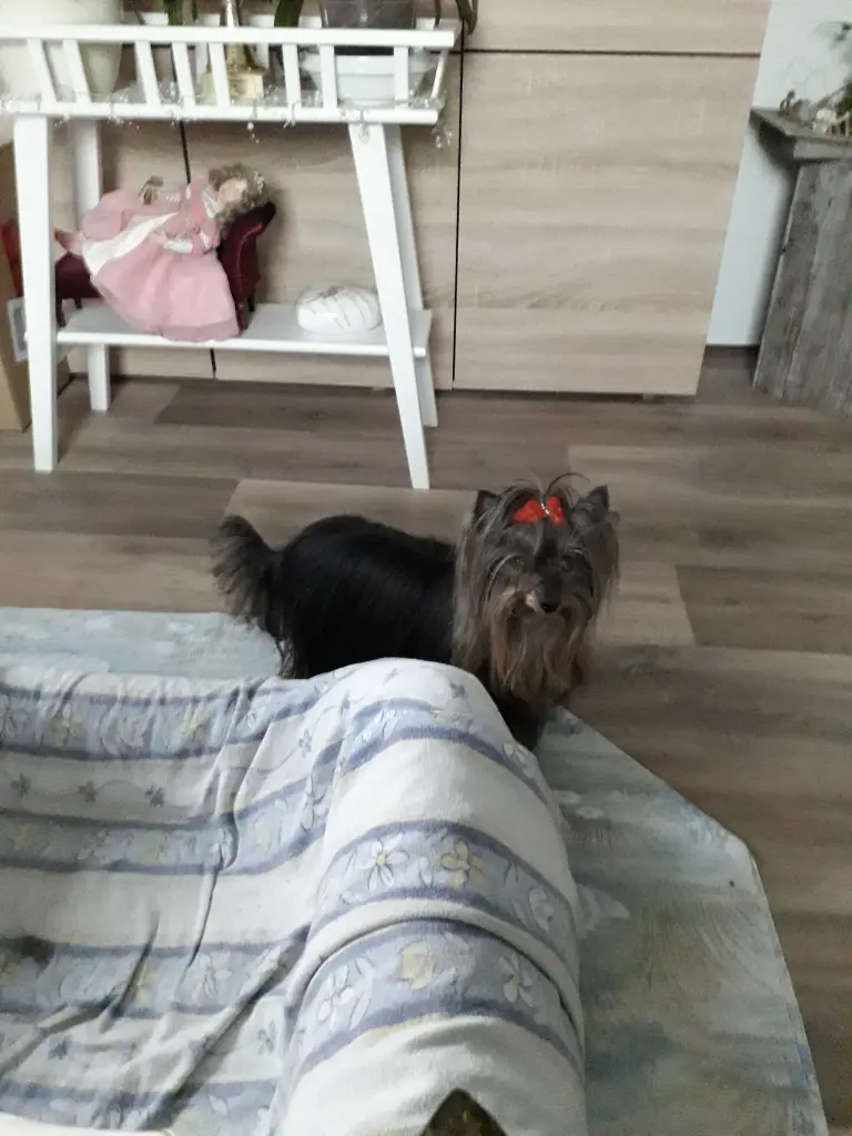 Image from Xanja