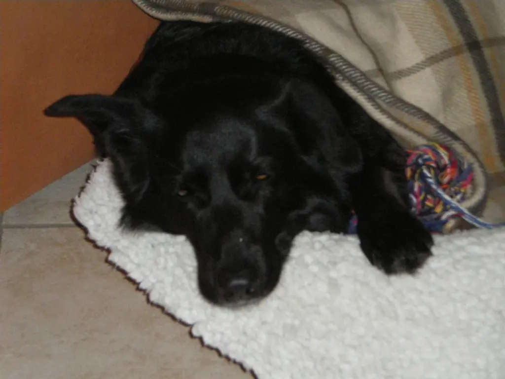 Image from Maxi