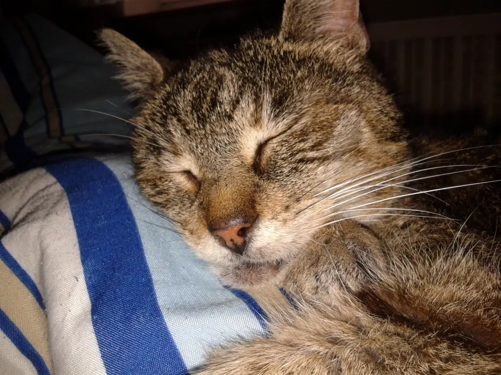 Image from Tiger